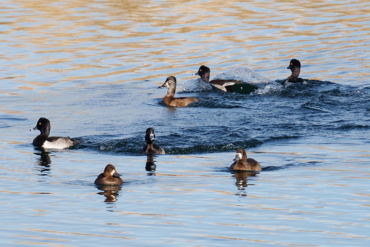 Fuligule à collier - ML645490350