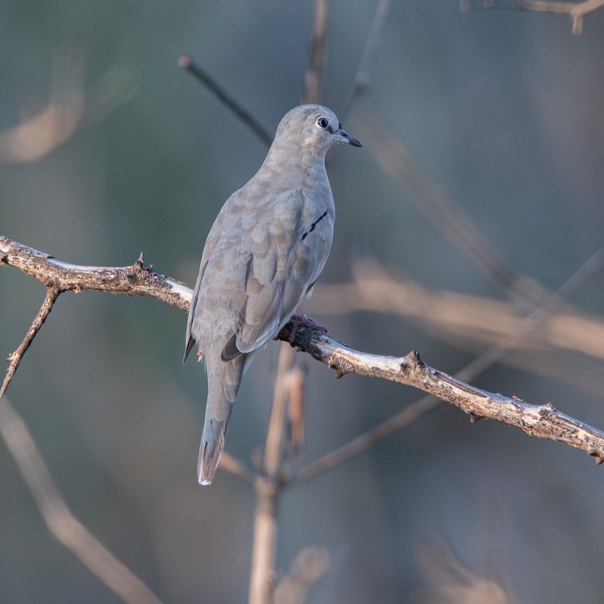 Colombe picui - ML645490352