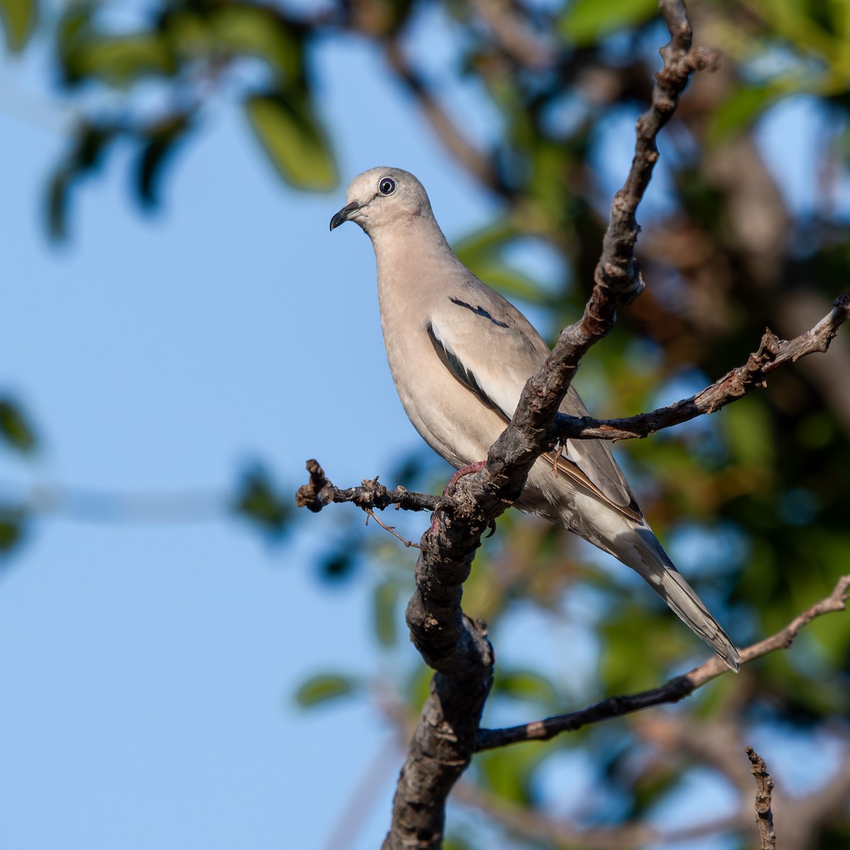 Colombe picui - ML645490353