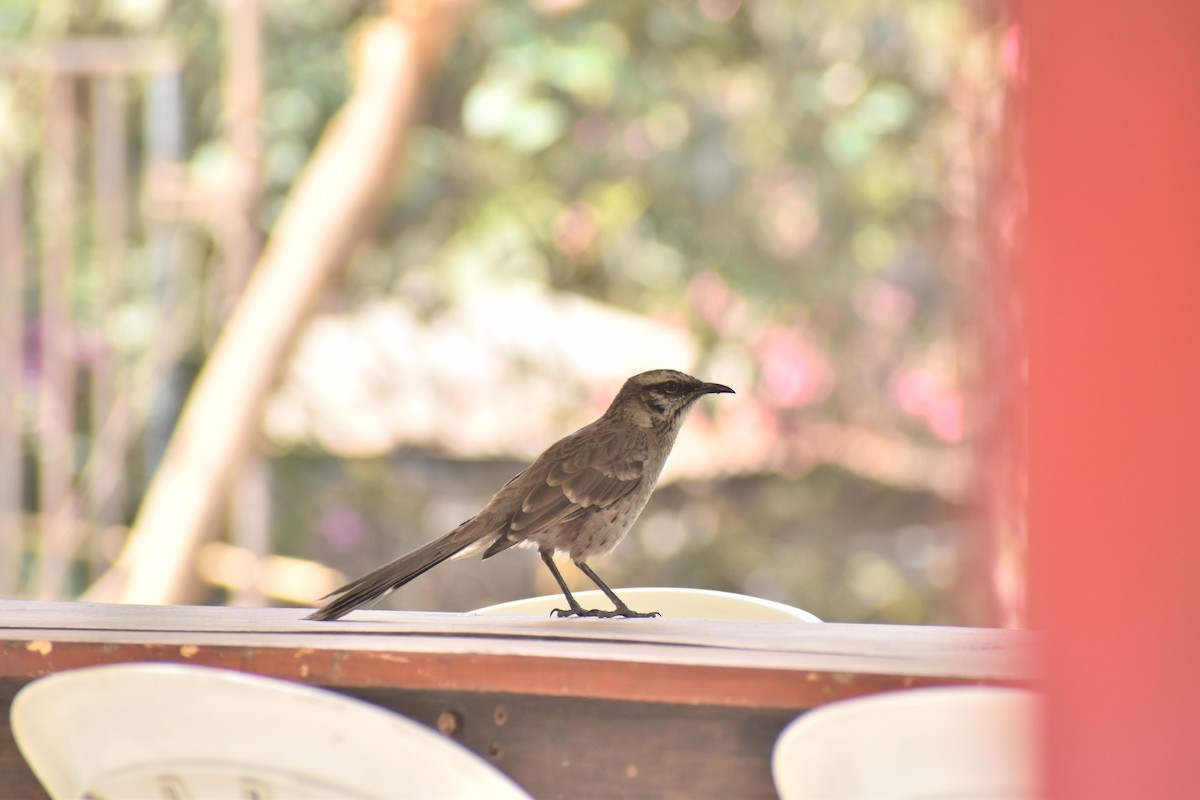 Moqueur à longue queue - ML645490354