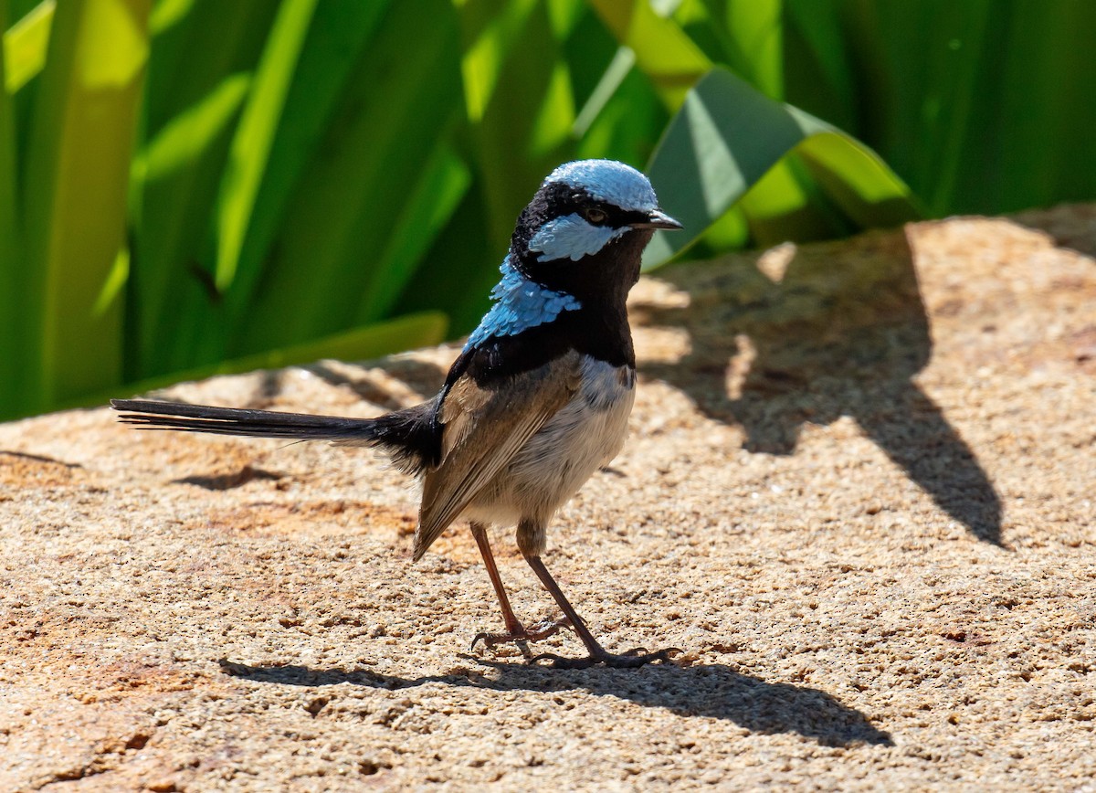 Mérion superbe - ML645490355