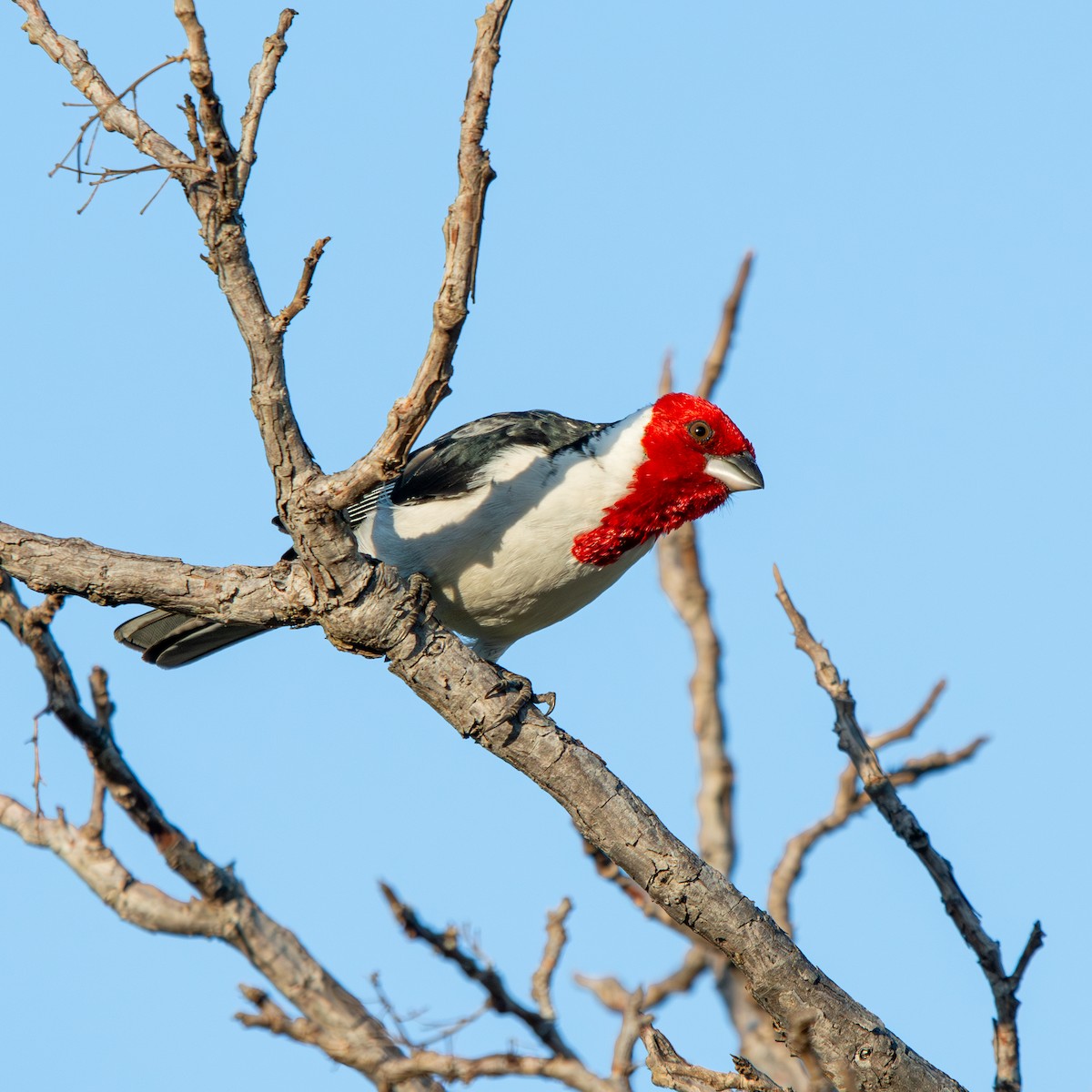 Paroare dominicain - ML645490356