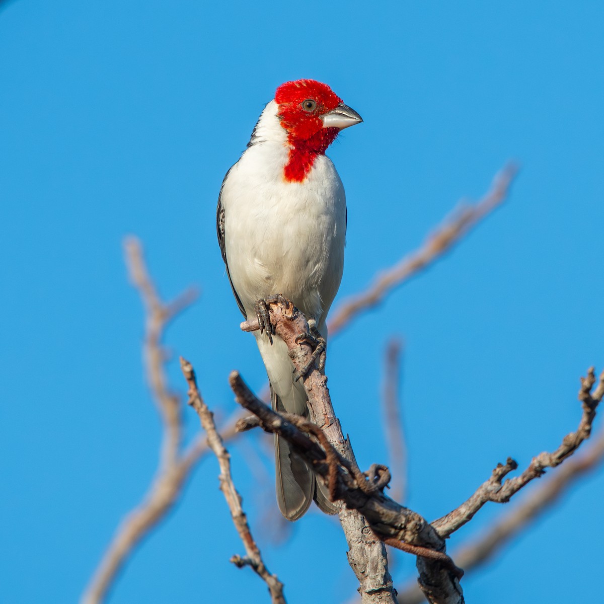 Paroare dominicain - ML645490357