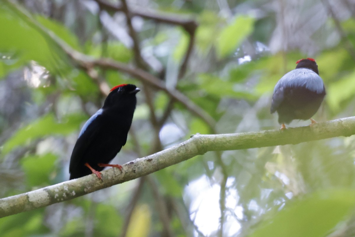 Manakin tijé - ML645490358