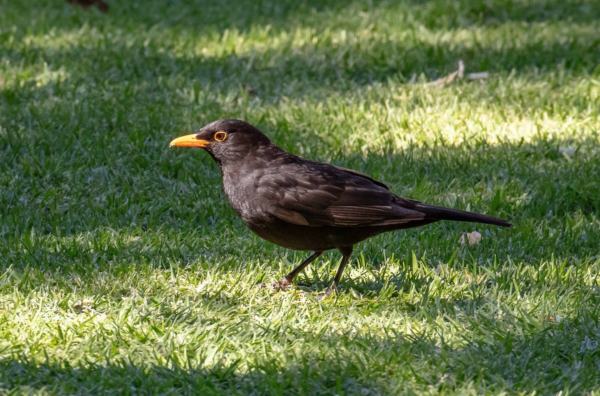 Merle noir - ML645490360