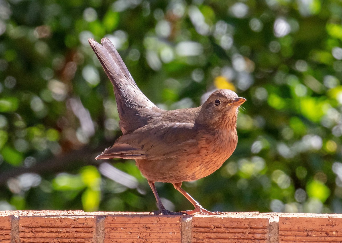 Merle noir - ML645490361