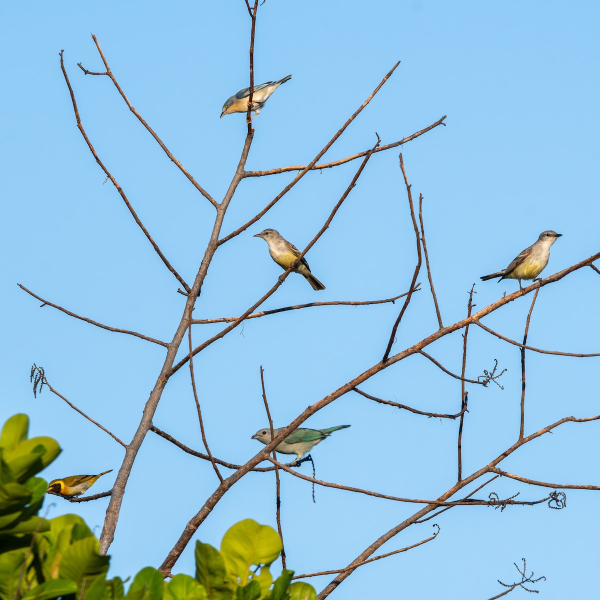 Tyranneau suiriri - ML645490362