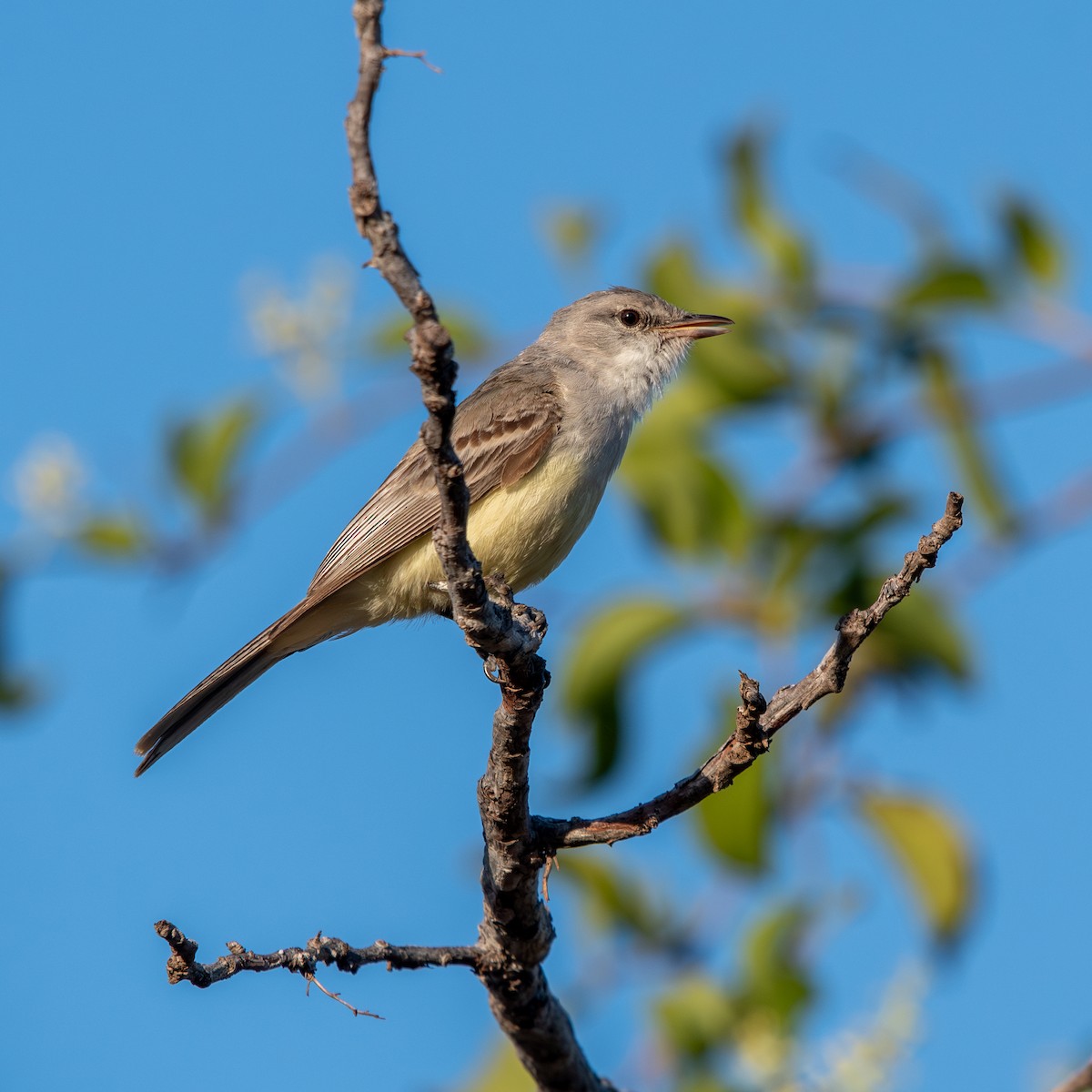 Tyranneau suiriri - ML645490363