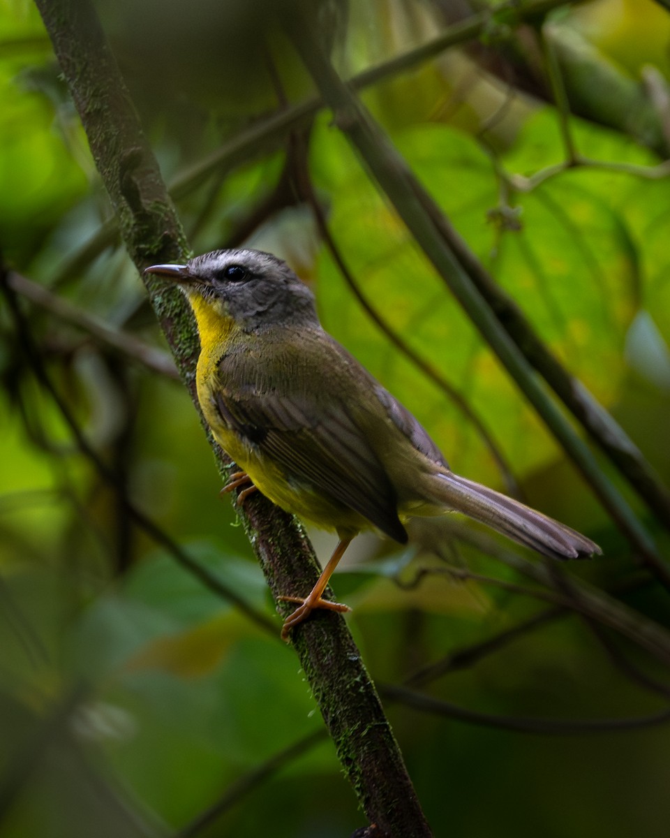 Paruline à couronne dorée - ML645490365