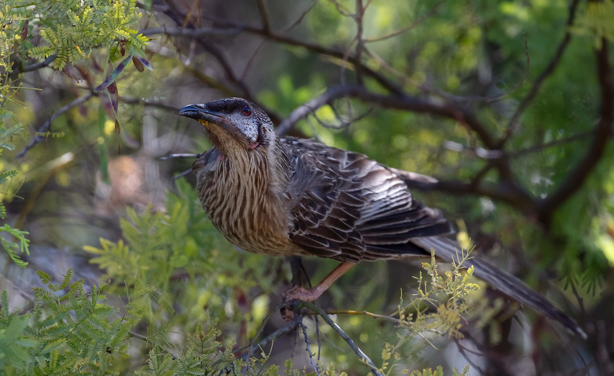 Краснолопастный серёжкоух - ML645490366