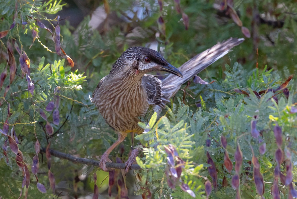 Краснолопастный серёжкоух - ML645490367