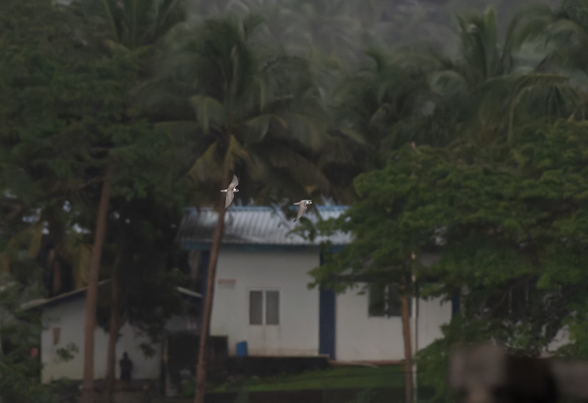 Guifette leucoptère - ML645490368