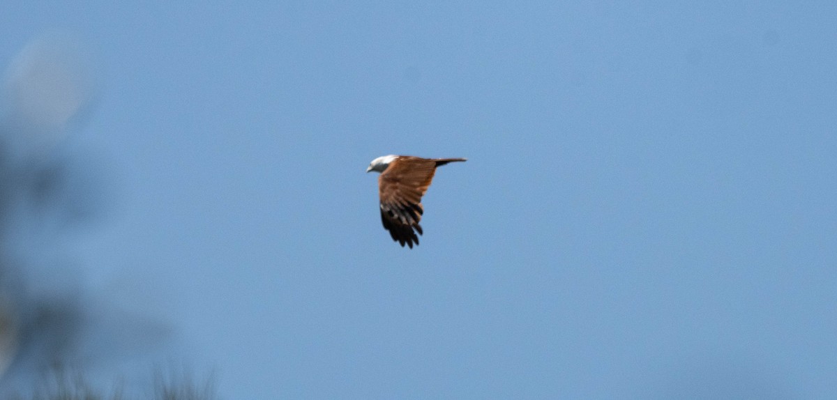 Milan sacré - ML645490369