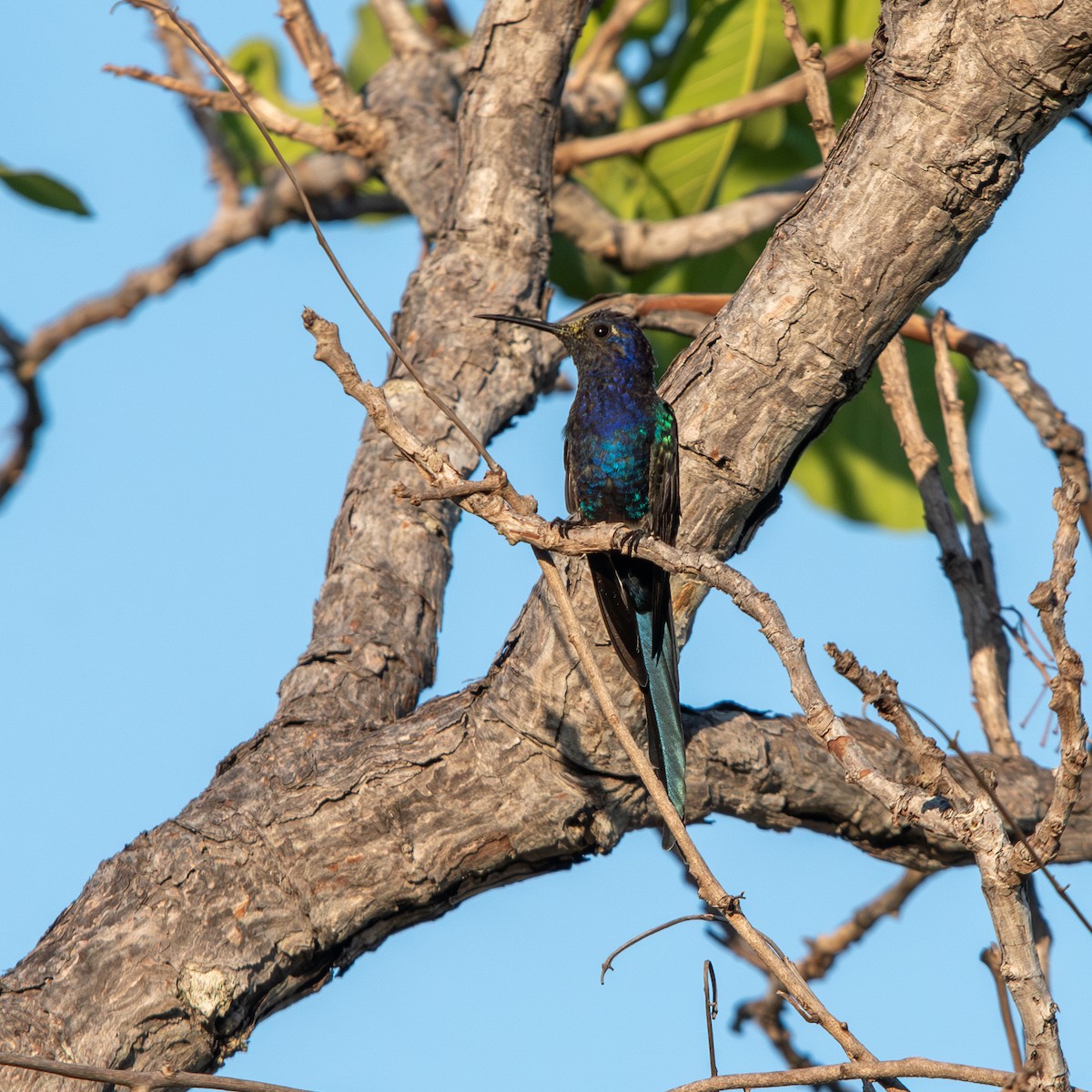 Colibri hirondelle - ML645490372