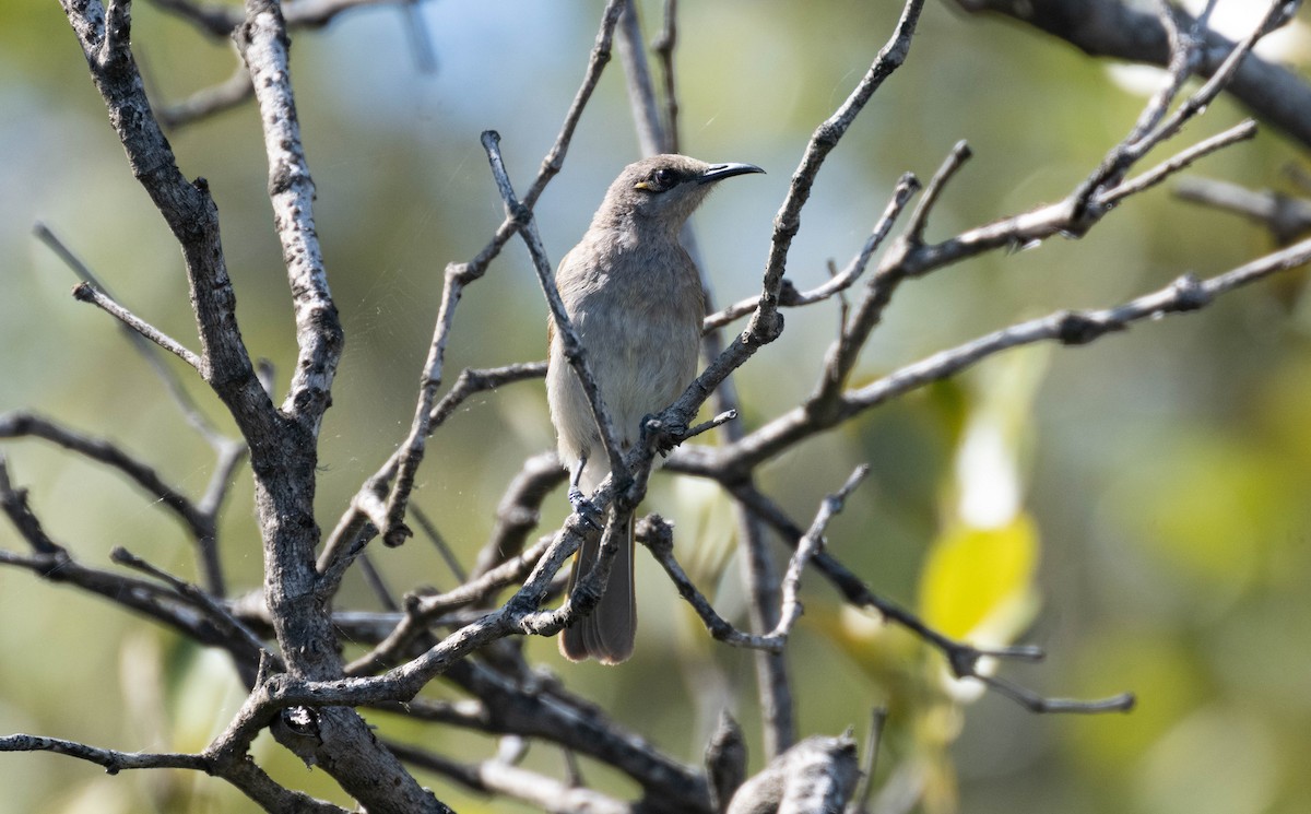 Бурый медолюб - ML645490375