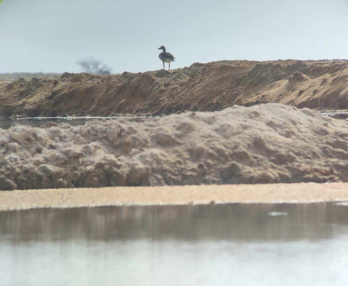 Серый гусь (Сибирский) - ML645490376