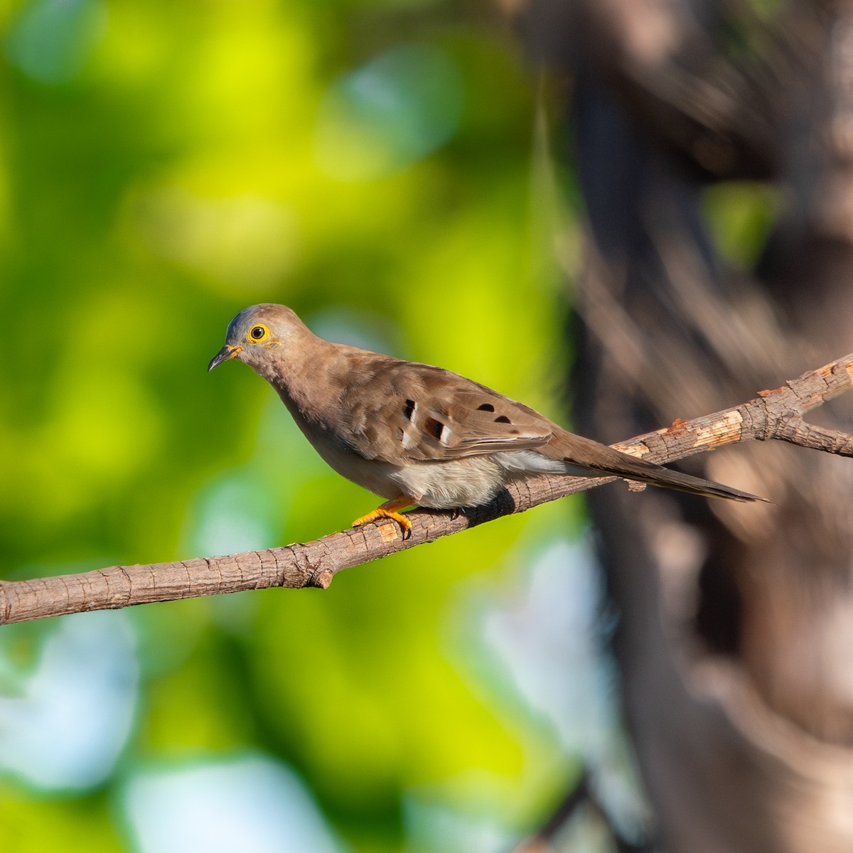 Длиннохвостая земляная горлица - ML645490377