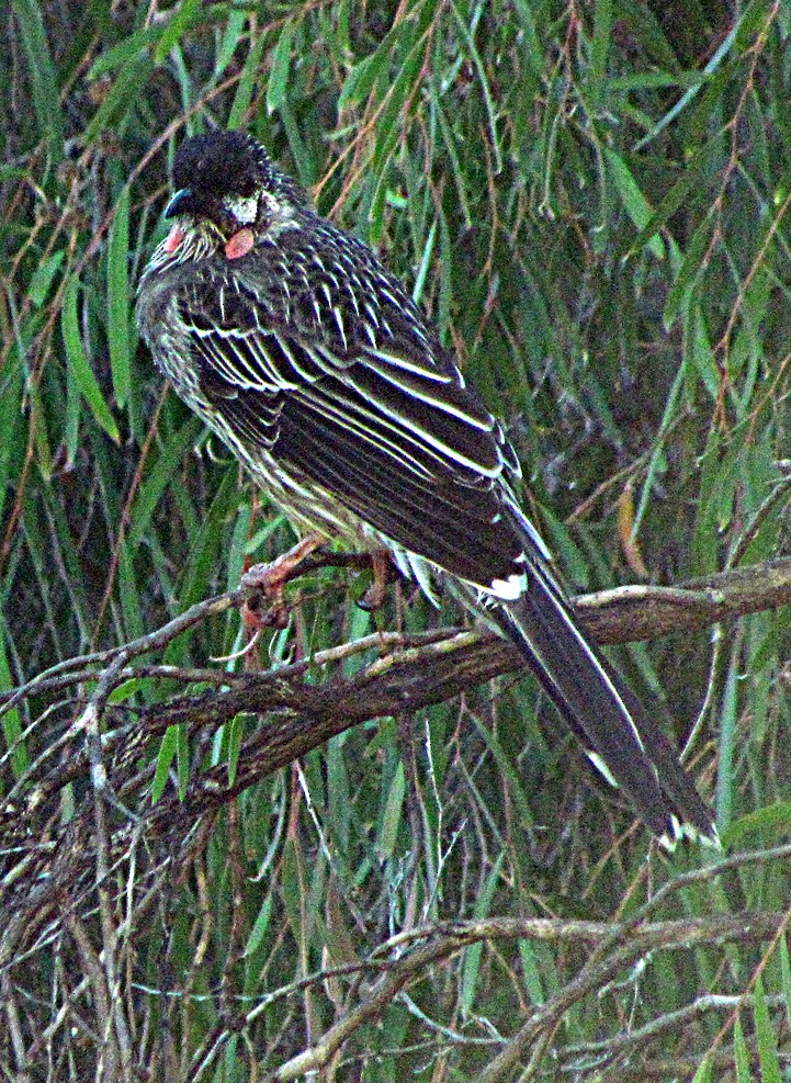 Краснолопастный серёжкоух - ML645490378