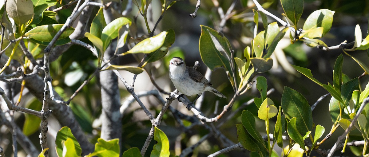 Мангровая геригона - ML645490379