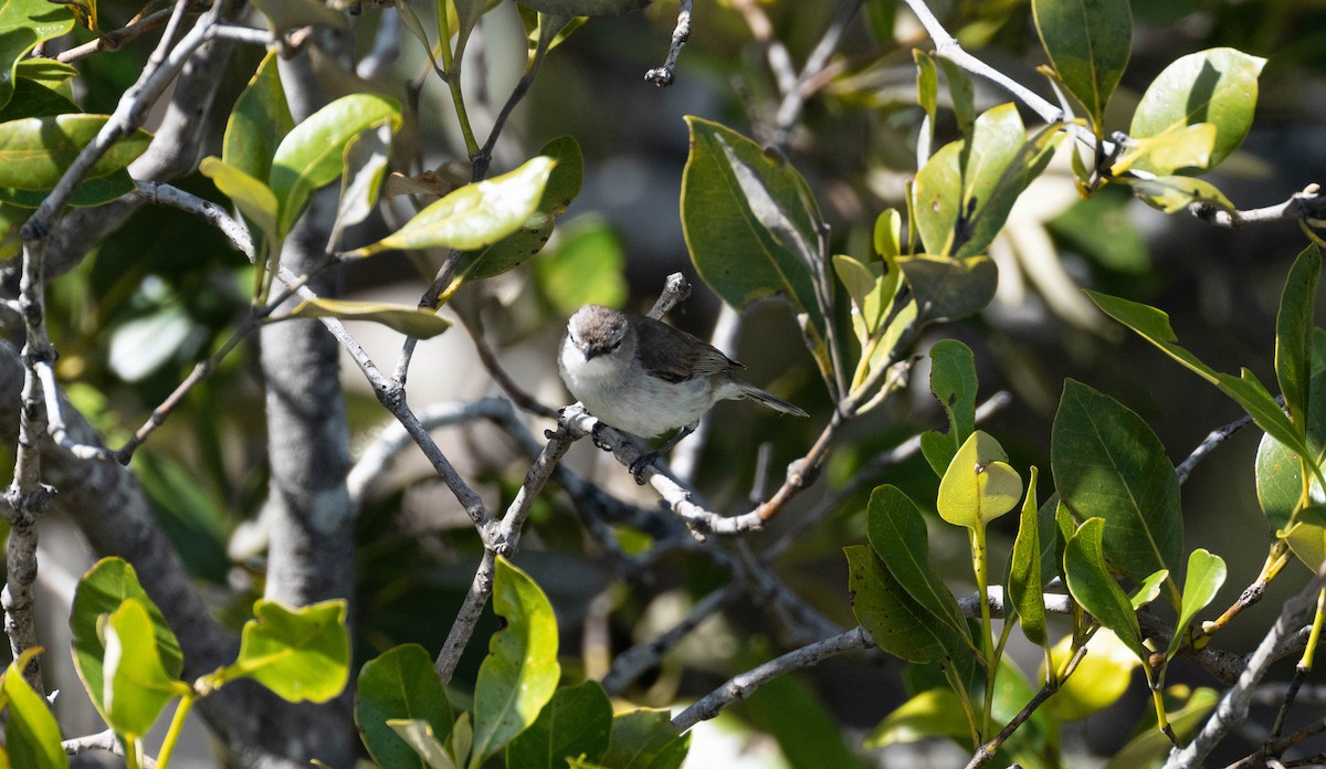 Мангровая геригона - ML645490380