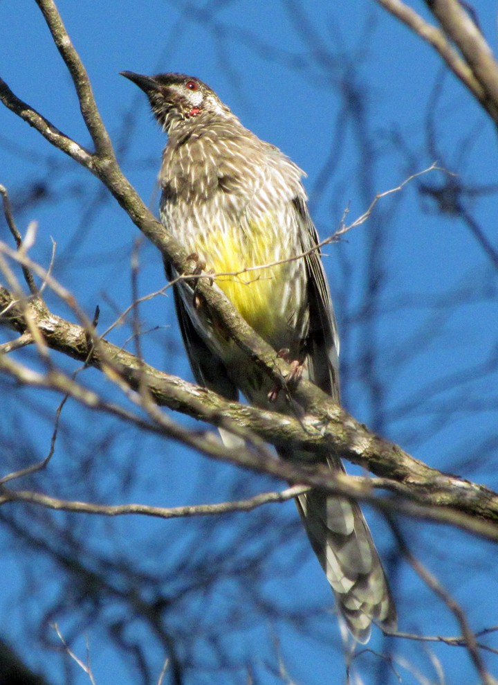 Краснолопастный серёжкоух - ML645490381