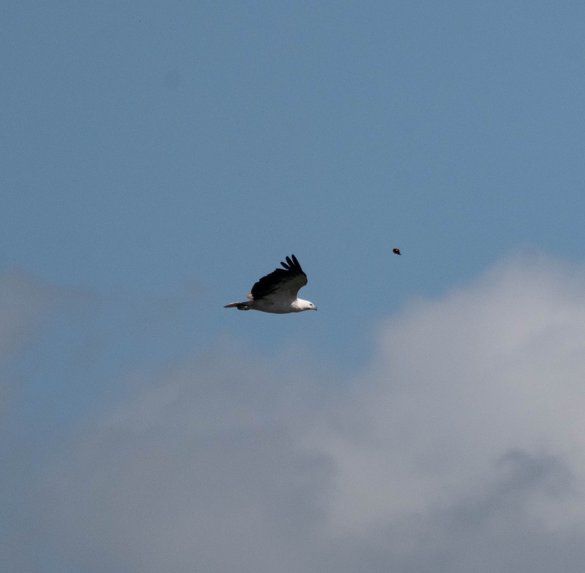 Белобрюхий орлан - ML645490382