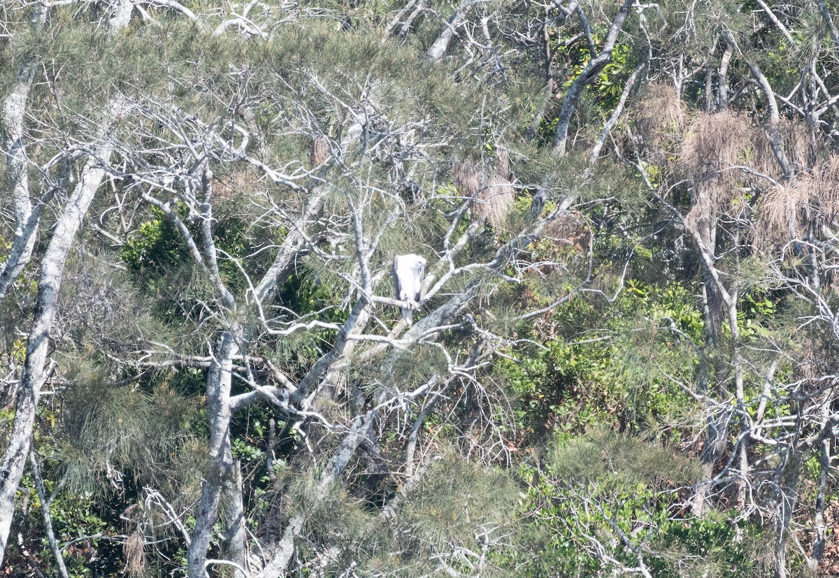 Белобрюхий орлан - ML645490383