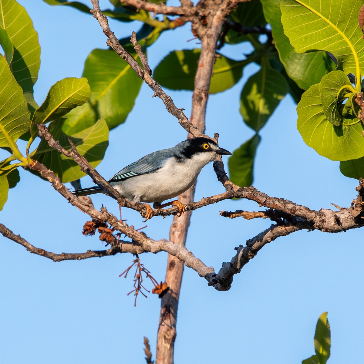 Черношапочная танагра - ML645490384