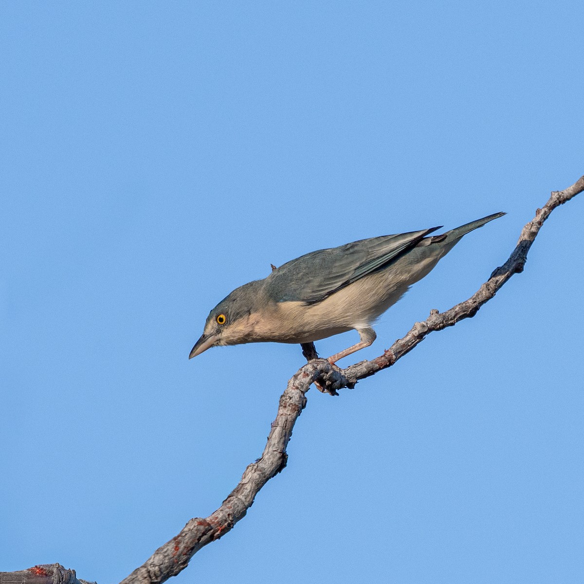 Черношапочная танагра - ML645490385