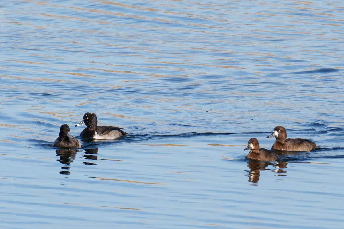 Малая морская чернеть - ML645490386