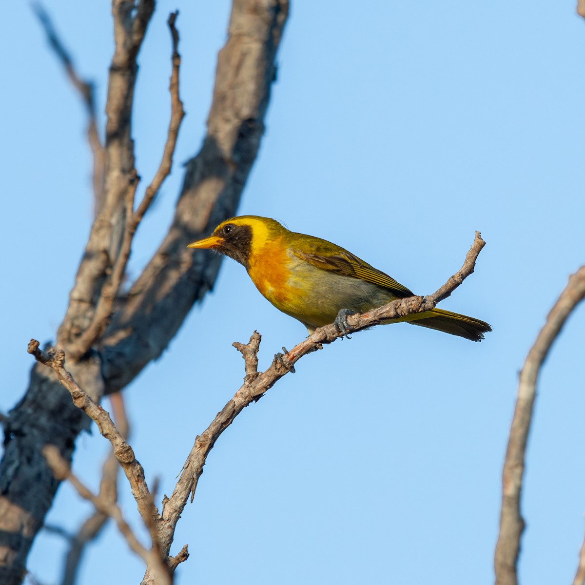 Танагра-гуира - ML645490388