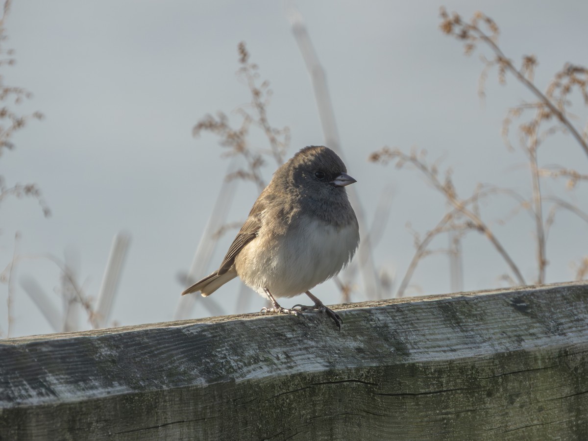 Серый юнко - ML645490389