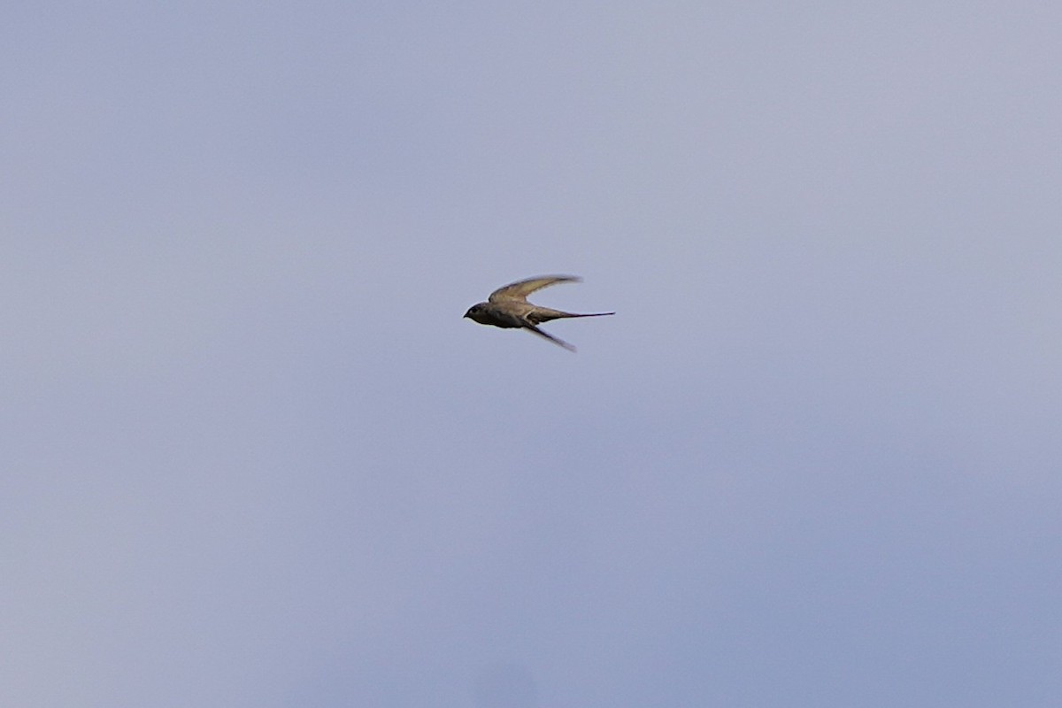 Пальмовый стриж - ML645490391