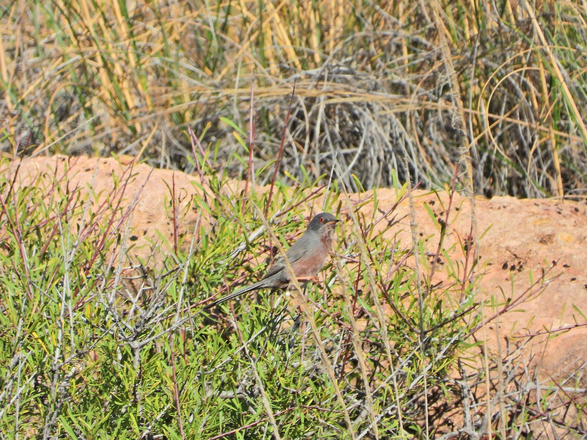 Провансальская славка - ML645490392