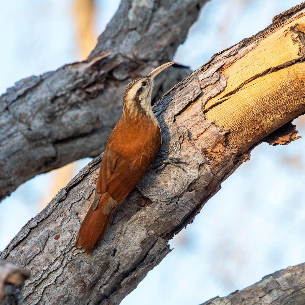 Узкоклювый древолаз - ML645490396