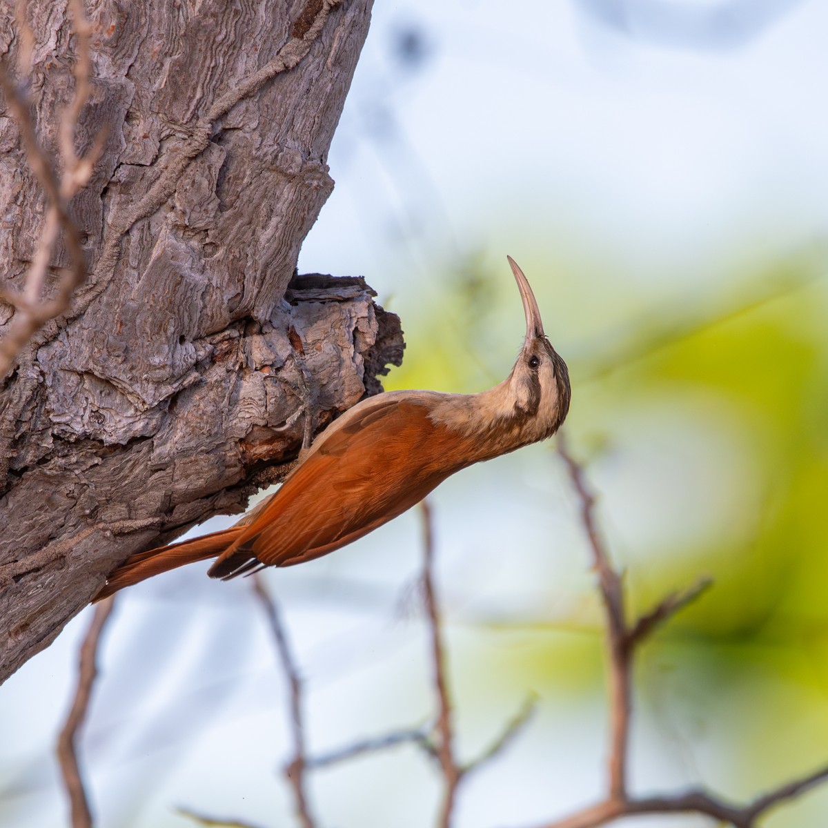 Узкоклювый древолаз - ML645490397