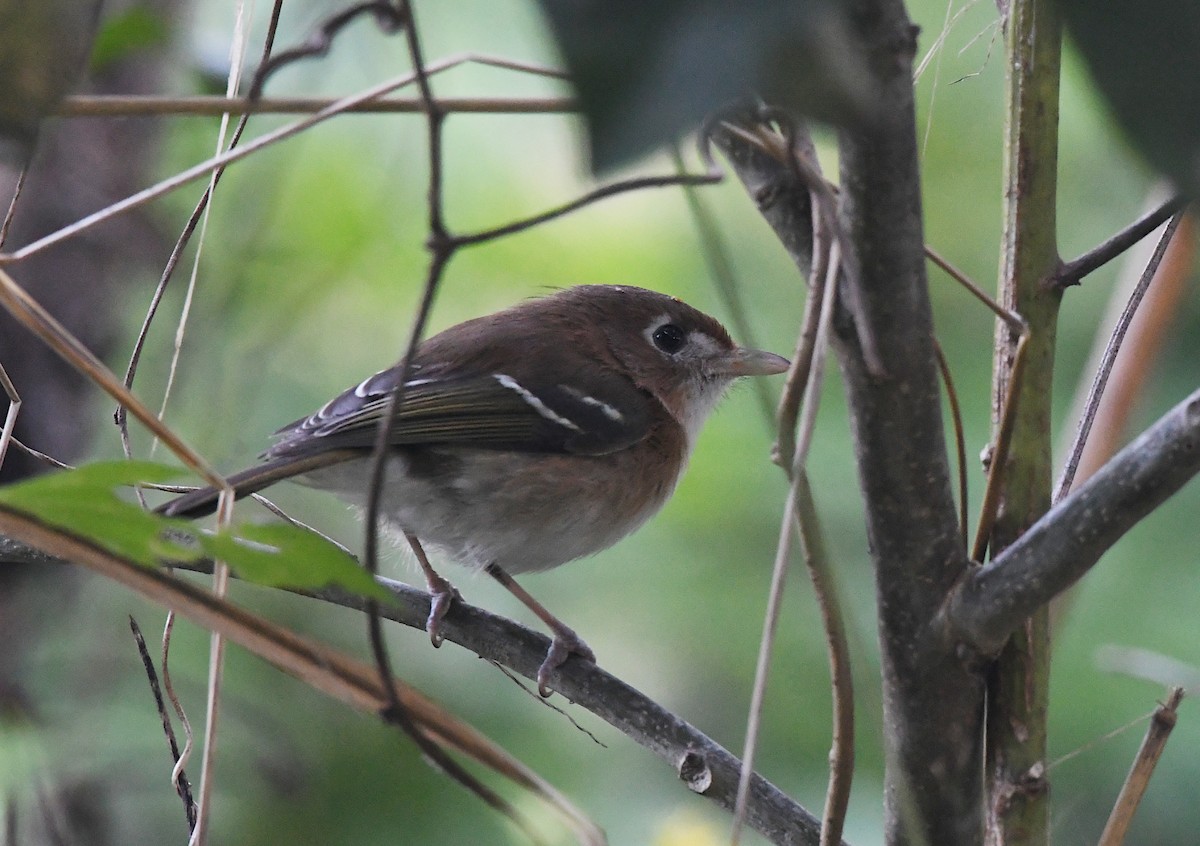 Косумельский виреон - ML645490398