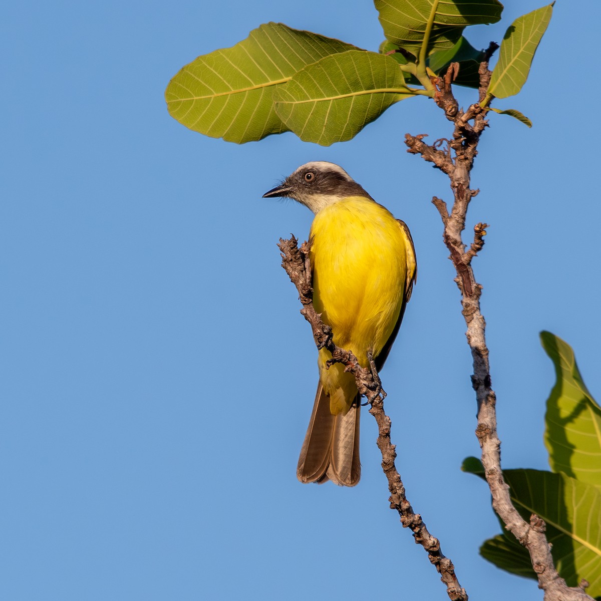 Rusty-margined Flycatcher - ML645490399