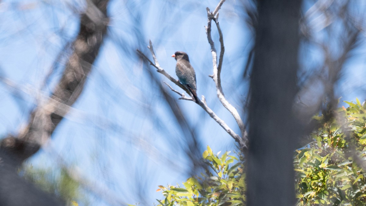 Восточный широкорот - ML645490400