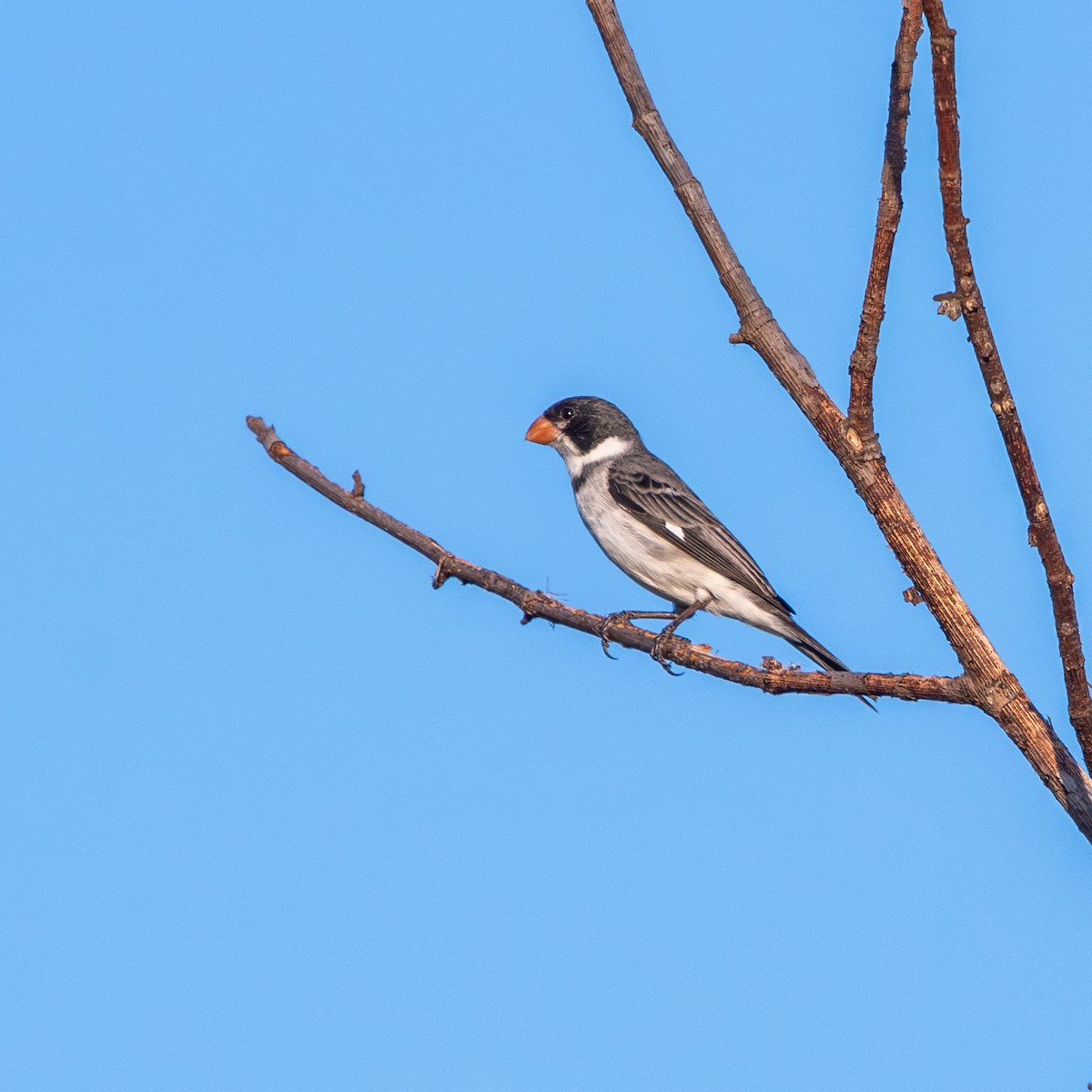 Белогорлый просяночник - ML645490401