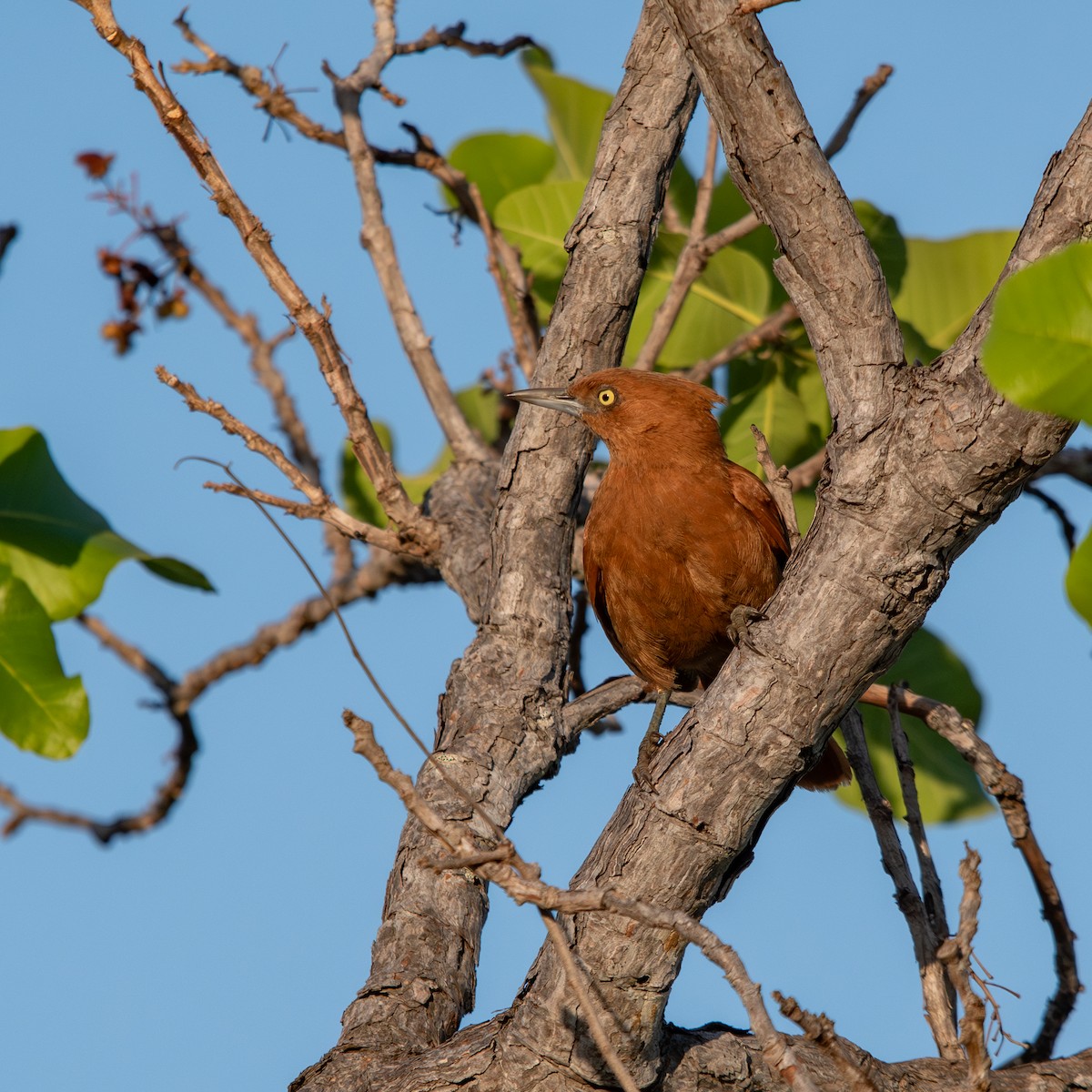 Caatinga Cacholote - ML645490406