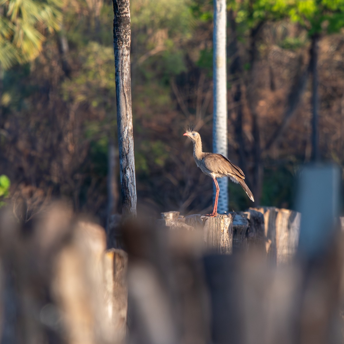Red-legged Seriema - ML645490412