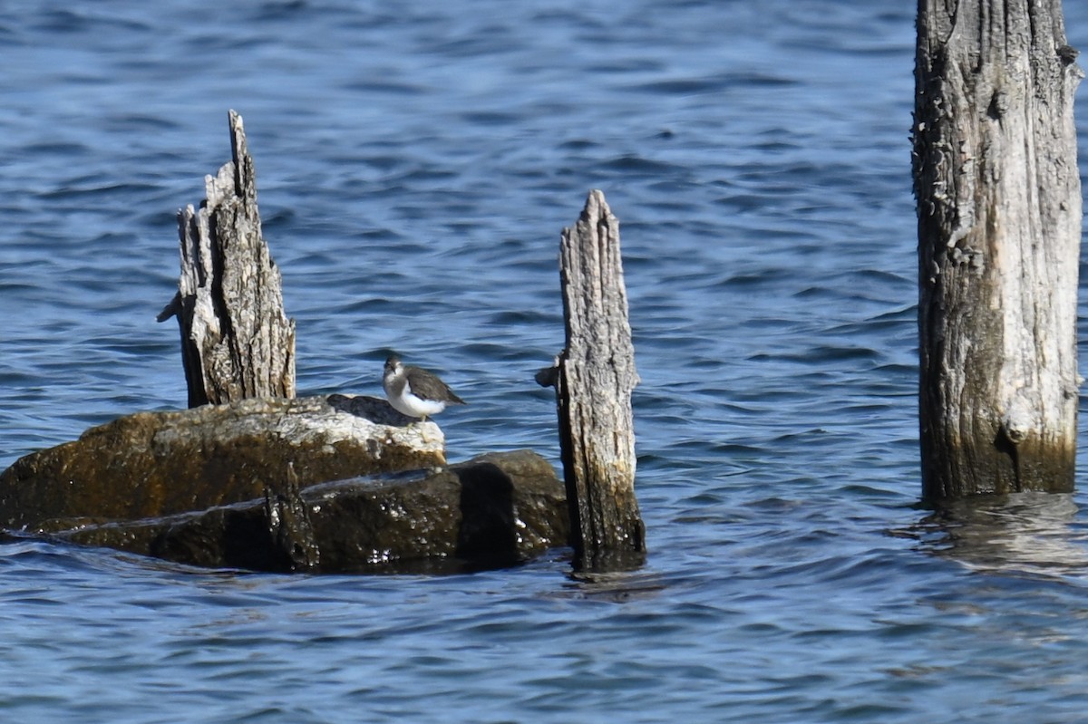 Common Sandpiper - ML645490416