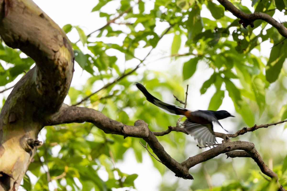 Shama de Ceylan - ML645490419