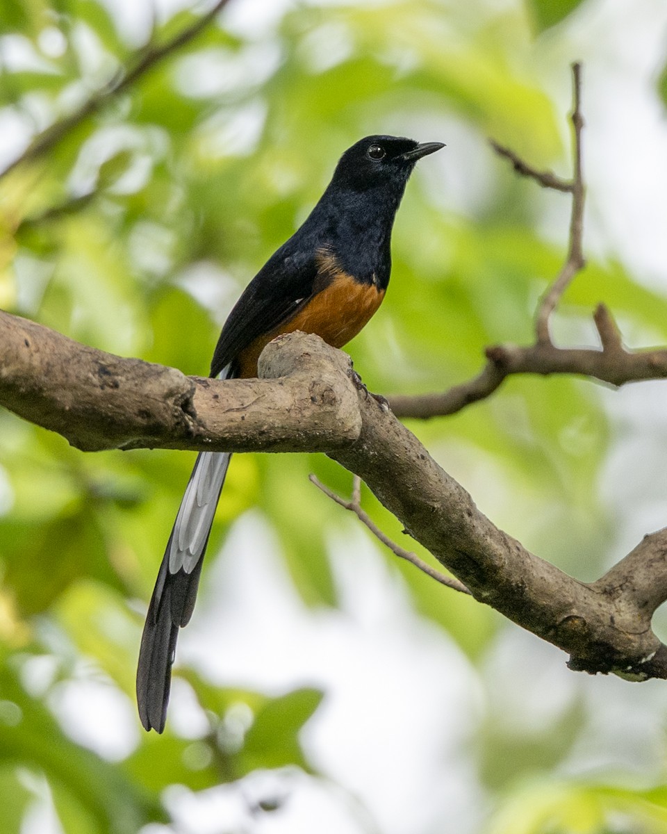 Shama de Ceylan - ML645490420