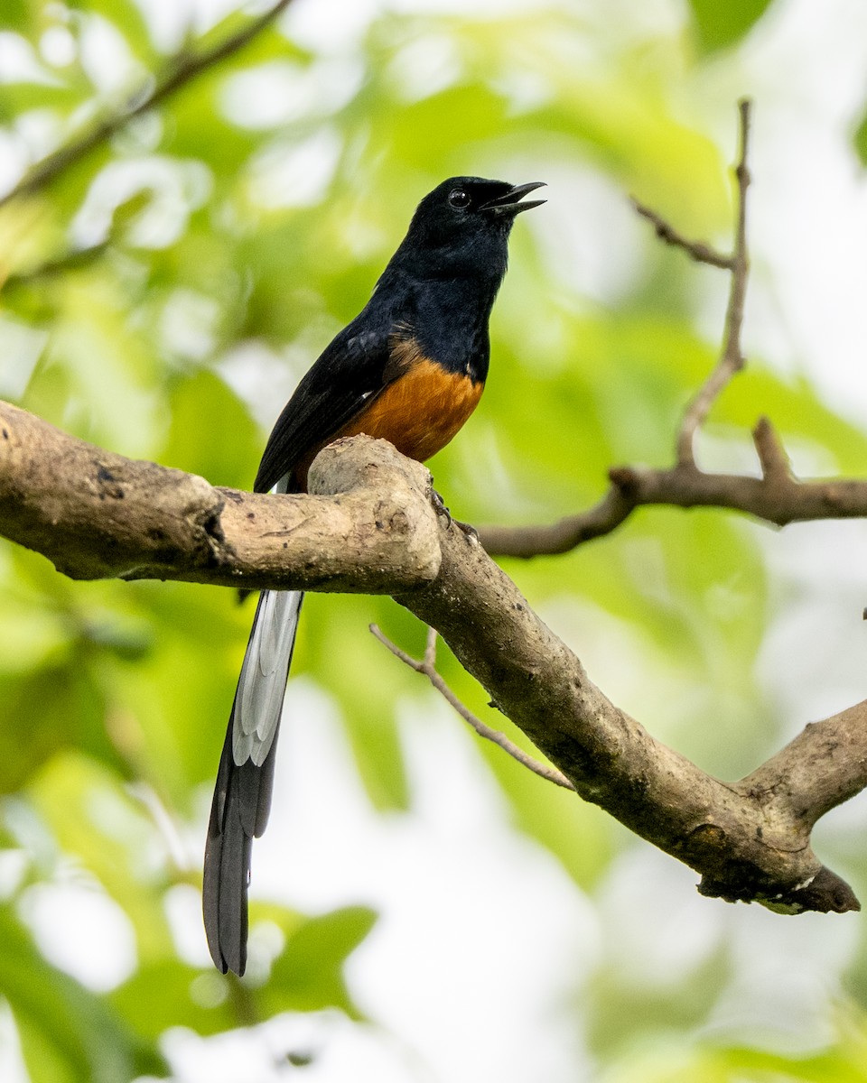 Shama de Ceylan - ML645490421