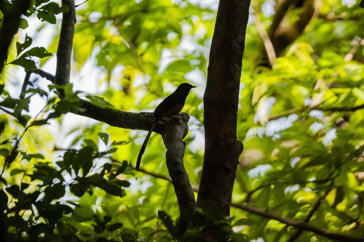 Shama de Ceylan - ML645490422