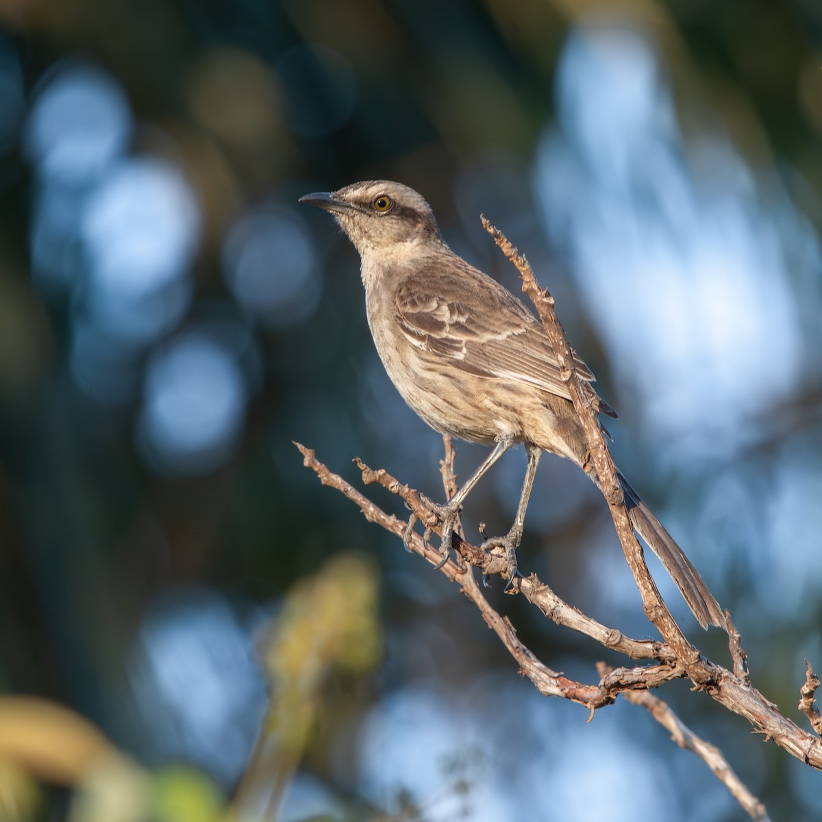 Chalk-browed Mockingbird - ML645490423