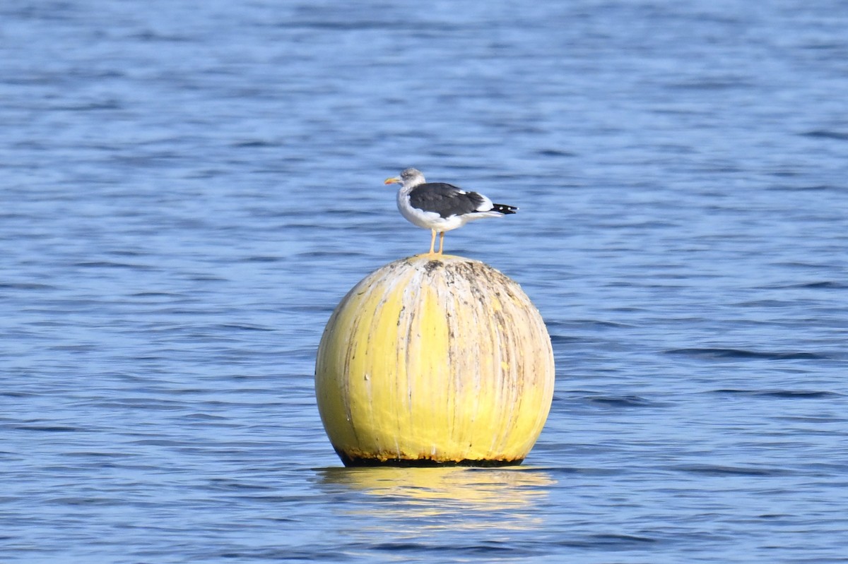 Zafferano - ML645490428