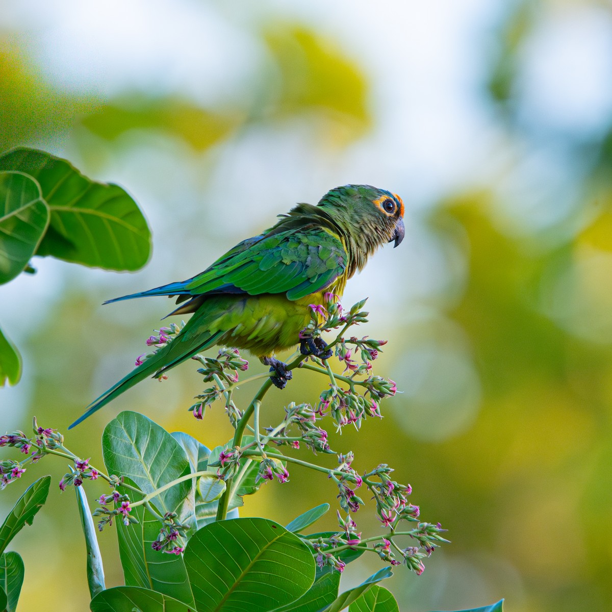 Peach-fronted Parakeet - ML645490436